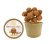 Bio Snoepbeker 220 gram Chocolade Truffels (incl. dekselsticker)