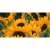 Sproutworld Unsharpened Pencil Bleisstift ungespitzt Sunflower