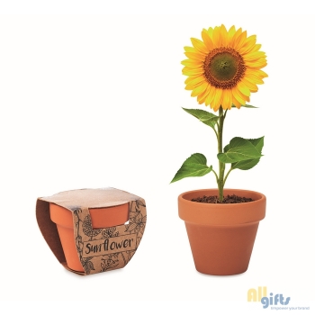 Bild des Werbegeschenks:Terracotta-Topf Sonnenblume